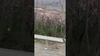 Walnuts(akhrot) tree  in Swat Pakistan 