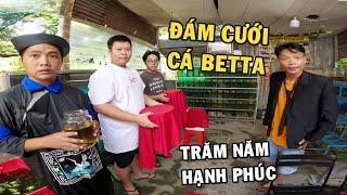 Anh Nhí Betta tổ chức Đám Cưới cho cặp cá Betta Giant Khổng Lồ