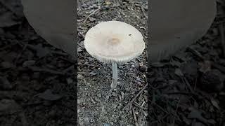 Mushroom n°: 22 #nature #garden #insects #mushroom