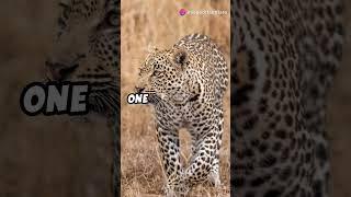 Mind blowing Leopard Facts || #factflare #leopard #pets #animals #wildlife #forest