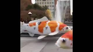 #viral #shorts flying koi fish