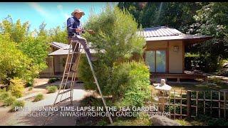 Tea House Niwaki Pine Pruning Time-Lapse