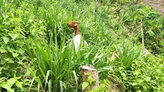 Goats Grazing Mulato II Grass - Best Grass for Rotational Grazing System