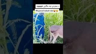 سکس همراهی خر  sex with donkey #animal