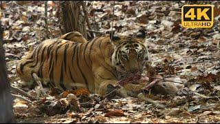 Wild tigress with baby spotted deer kill | Wildopedia videos