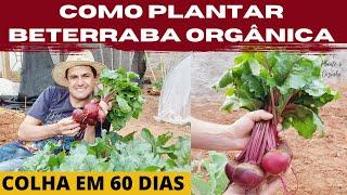 COMO PLANTAR E COLHER BETERRABA ORGÂNICA NA SUA HORTA EM APENAS 6 PASSOS. DA SEMENTE A COLHEITA Ep50