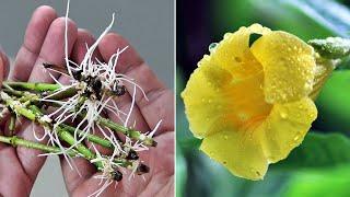 EASIEST Way to GROW Allamanda from Cuttings