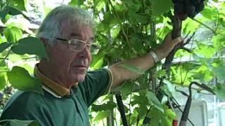 Growing Grape Vines in Greeenhouses