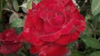 Jim Reeves - Roses are red my love.mpg