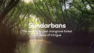 Sundarbans: Mangroves, Myths, Magic