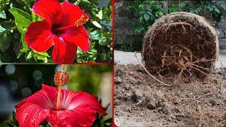 HOW TO REPOT ROOT BOUND HIBISCUS PLANT