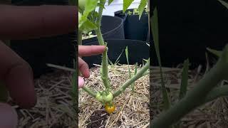 Grow More Tomatoes Using This Method #growfoodathome #garden #tomato