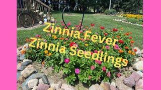Zinnia Seedlings, Varieties Growing This Season Plus AAS Winners