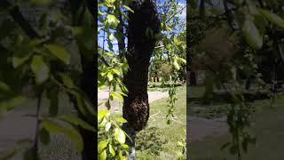 Как выглядит рой пчел