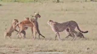 Clumsy Cheetah Cubs Try To Bring Down Impala