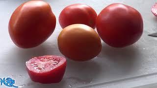 ⟹ Rio grande tomato | Solanum lycopersicum | Tomato review 2018
