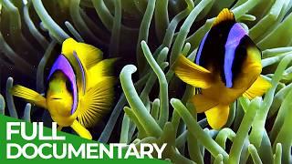 The Red Sea - Idyll of the Orient | Free Documentary Nature