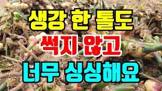 작년에 수확한 생강 한톨도안썩고 너무 싱싱해요 보관방법2가지 #생강보관방법 #생강