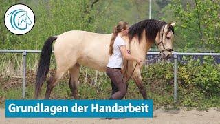 Grundlagen der Handarbeit erklärt - So startest du mit deinem Pferd in die klassische Handarbeit