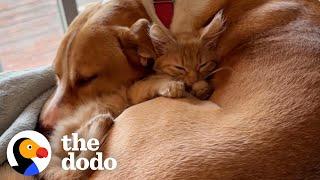 Pittie Is Foster Mom To Over 50 Kittens | The Dodo