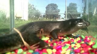 giant lizard king skink