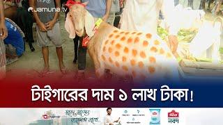 ছাগলের নাম ‘টাইগার’! বিক্রেতা দাম হেঁকেছেন ১ লাখ টাকা | Rajshahi Goat | Jamuna TV