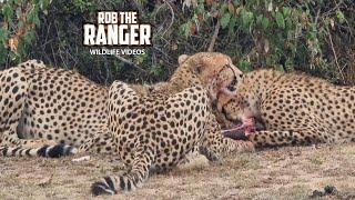 Cheetah Coalition Catch A Warthog | Lalashe Mara Ripoi Safari