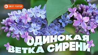 ОДИНОКАЯ ВЕТКА СИРЕНИ | Валерий Залкин | Старая любимая песня
