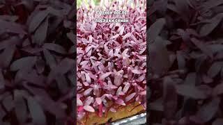Как посеять и вырастить #амарант дома - ставь  и смотри в видео на моем канале! #microgreens