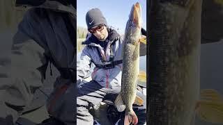 Первая щука сезона #рыбалка #рыба #рыбак #спиннинг #fishing #spinning #fish #pike #catch