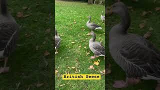 British grey geese #cute #geese #birds #grey #wings #park #english #england #dance