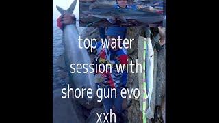 shore gun evolv 106xxh+2016 daiwa bg 5000H tandem vs.76 centimeter yellow tail.