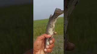 Big Baila fishing in the river||expensive fish #youtubeshorts #ytshorts #shorts #short #foryou #viralvideo