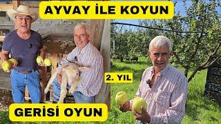 İNANAMADIM! AYVADAN DA KOYUNDAN DA KAZANIYOR (Ayva Bahçesi 2. Yıl)