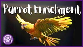 Parrot Enrichment - Stimulating Visuals + Soothing Music for Happy Parrots ️