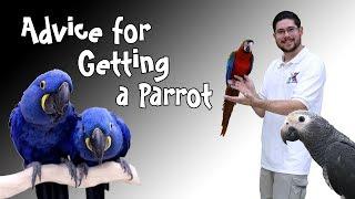 Tips About Getting a First Parrot