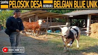 Anak Muda Makin Nekad Sampai Pelosok Desa Berburu Belgian Blue Anak Sapi Lucu Warna Unik Langka !!