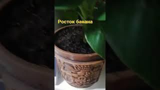 Росток банана