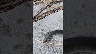 Huge EEL Swims Away. #eels #eelfishing #eelcatching   #catchandrelease #releasing #hugefish #shorts