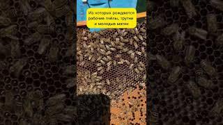 Кто главный у пчёл? Функции матки в улье #пчеловодство #bee #мёд #honey #пчёлы #одинденьиз
