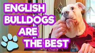 The Life of Pets - English Bulldogs Are The Best | #thatpetlife