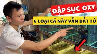 6 Loại cá chẳng cần Sục Oxy vẫn cứ là "OK" | Nguyễn Du aqua