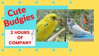 Most POPULAR---2 HOURS Budgie Sounds for Lonely Parakeets--Lemon and Lola