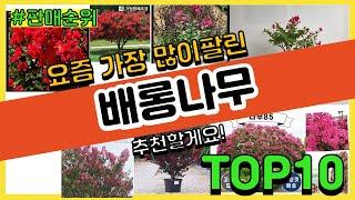 배롱나무 추천 판매순위 Top10 || 가격 평점 후기 비교