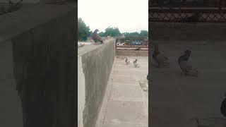  my new pigeons meeting