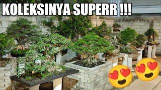 REVIEW KOLEKSI BONSAI BPK EBRI, PENGHOBI BONSAI DARI MAGETAN