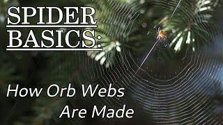 How Orb Webs Are Made - Spider Basics: Beyond the Eight Legs, Episode 3