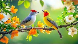 Birdsong ️️️ & Piano : A Scientific Approach to Stress Reduction