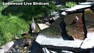 Live Bird Camera Fountain