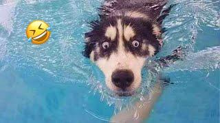 Normal dogs vs Huskies FUNNIEST Huskies | 10 Minutes Best Videos | Part 2